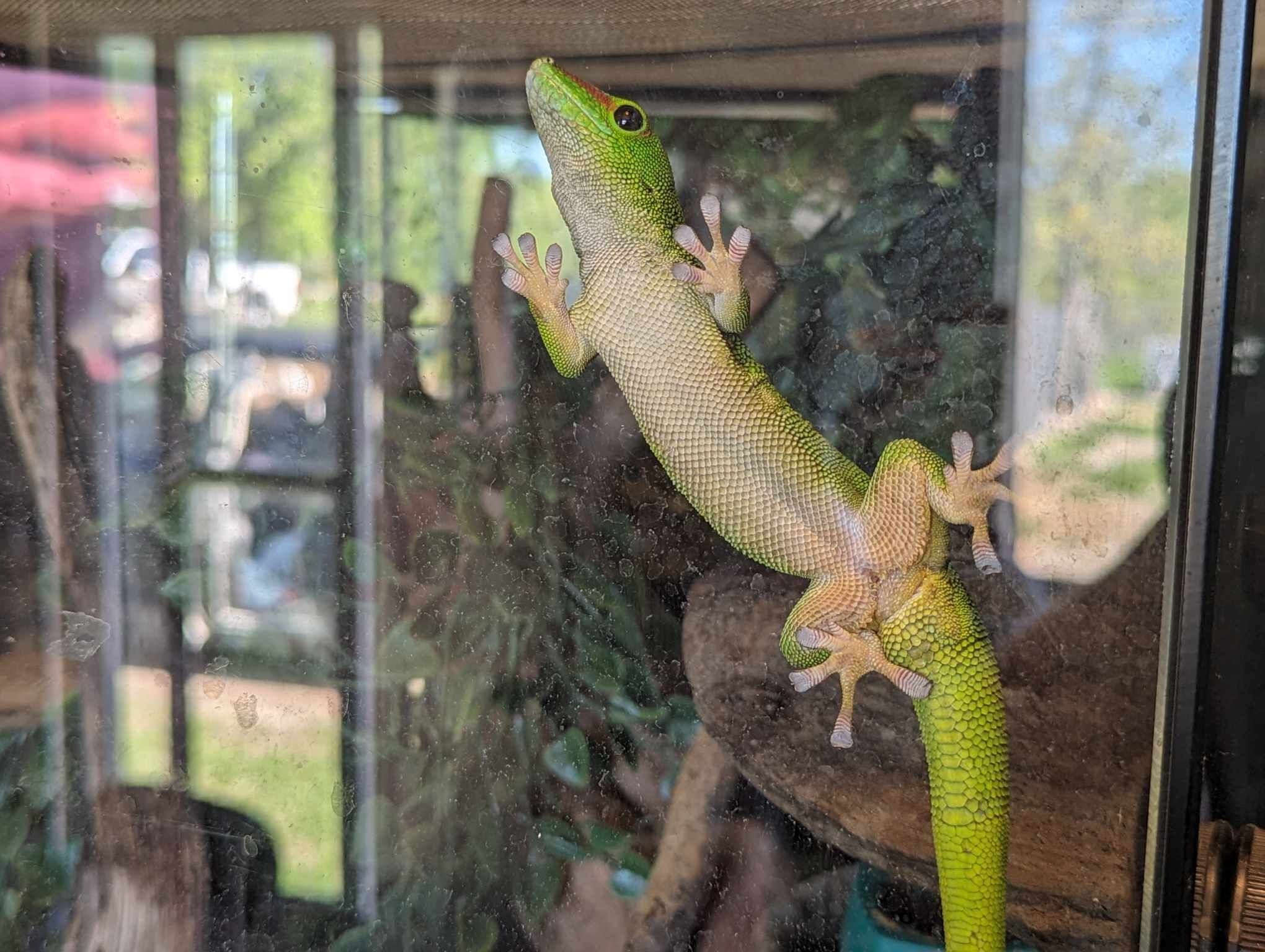 Geckos